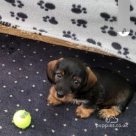 Dachshund (Standard & Miniature) - Bitches