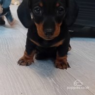 Dachshund (Standard & Miniature) - Both