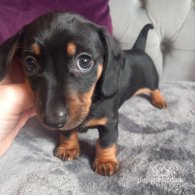 Dachshund (Standard & Miniature) - Both