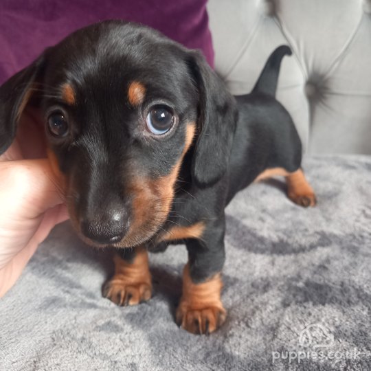 Dachshund (Standard & Miniature) - Both