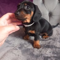 Dachshund (Standard & Miniature) - Both