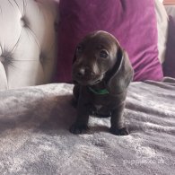 Dachshund (Standard & Miniature) - Both