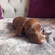 Dachshund (Standard & Miniature) - Both