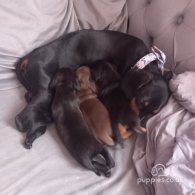 Dachshund (Standard & Miniature) - Both