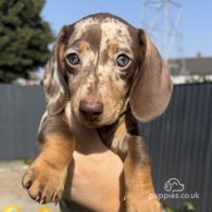 Dachshund (Standard & Miniature) - Both