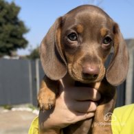 Dachshund (Standard & Miniature) - Both