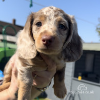 Dachshund (Standard & Miniature) - Both