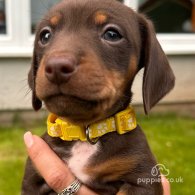 Dachshund (Standard & Miniature) - Both