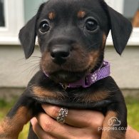 Dachshund (Standard & Miniature) - Both