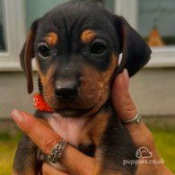 Dachshund (Standard & Miniature) - Both