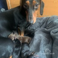 Dachshund (Standard & Miniature) - Both