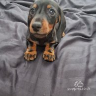 Dachshund (Standard & Miniature) - Bitches