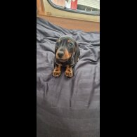 Dachshund (Standard &amp; Miniature) - Bitches