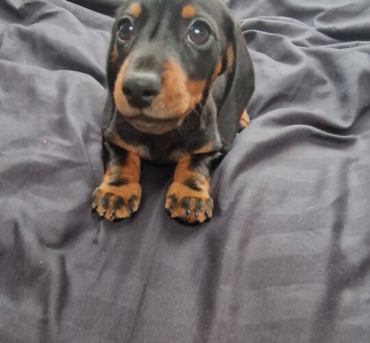 Dachshund (Standard &amp; Miniature)