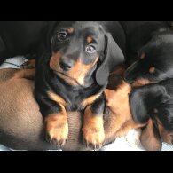 Dachshund (Standard &amp; Miniature) - Dogs