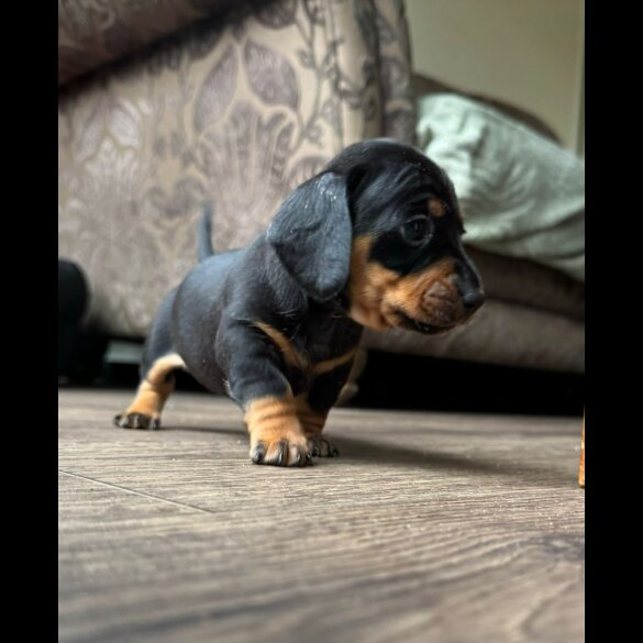 Dachshund (Standard &amp; Miniature) - Dogs