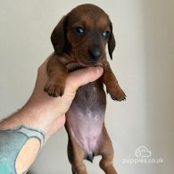 Dachshund (Standard & Miniature) - Dogs