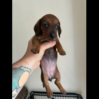 Dachshund (Standard &amp; Miniature) - Dogs