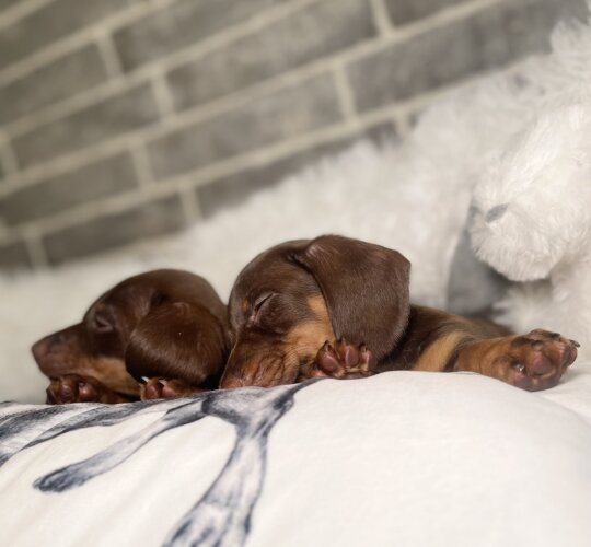 Dachshund (Standard &amp; Miniature)