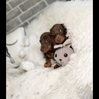 Dachshund (Standard &amp; Miniature) - Both