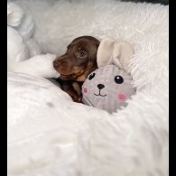 Dachshund (Standard &amp; Miniature) - Both