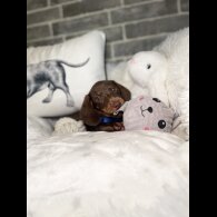 Dachshund (Standard &amp; Miniature) - Both