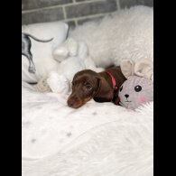 Dachshund (Standard &amp; Miniature) - Both