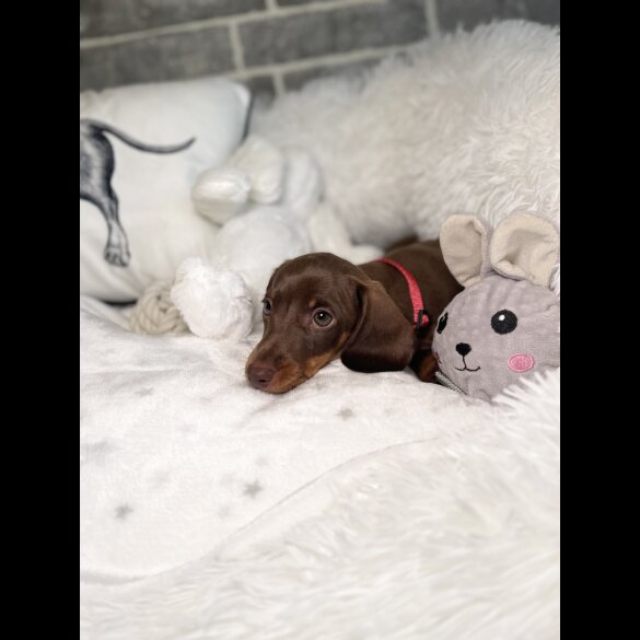 Dachshund (Standard &amp; Miniature) - Both