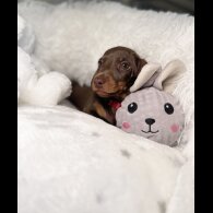 Dachshund (Standard &amp; Miniature) - Both