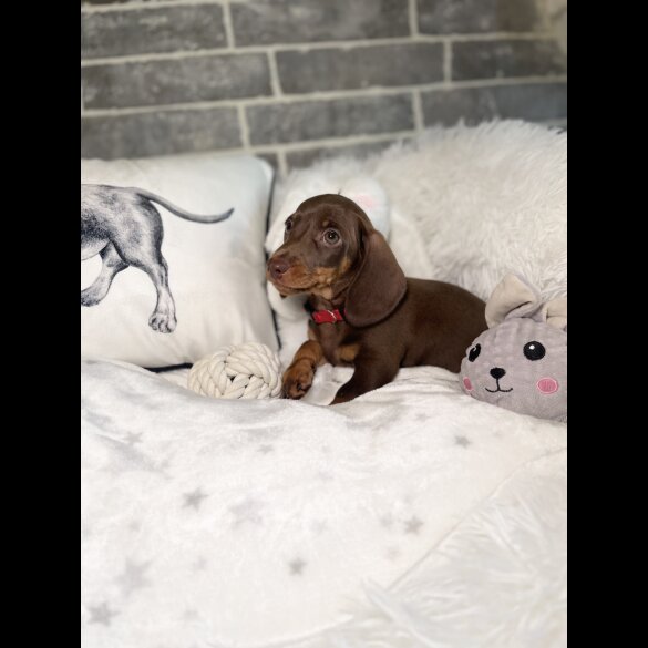 Dachshund (Standard &amp; Miniature) - Both