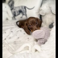 Dachshund (Standard &amp; Miniature) - Both