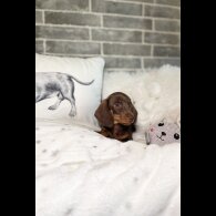 Dachshund (Standard &amp; Miniature) - Both