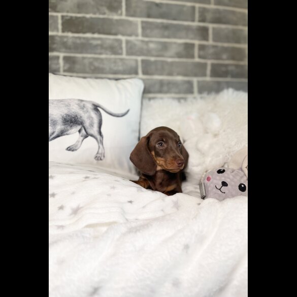 Dachshund (Standard &amp; Miniature) - Both