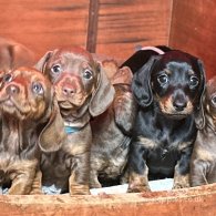 Dachshund (Standard & Miniature) - Dogs