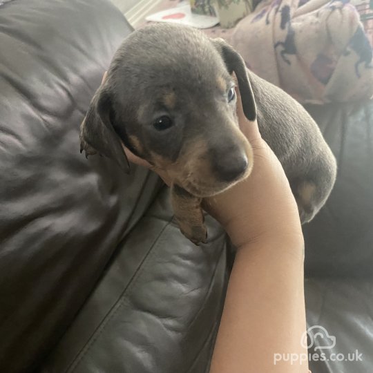 Dachshund (Standard & Miniature) - Both