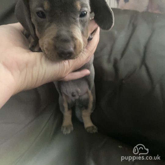 Dachshund (Standard & Miniature) - Both