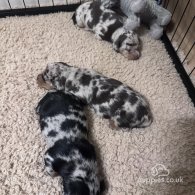 Dachshund (Standard & Miniature) - Both