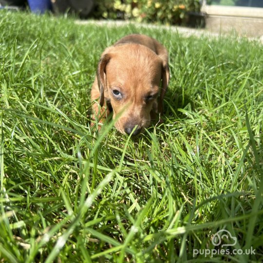 Dachshund (Standard & Miniature) - Both