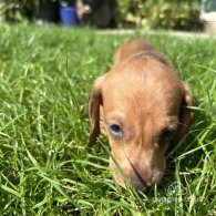 Dachshund (Standard & Miniature) - Both