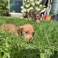 Dachshund (Standard & Miniature) - Both