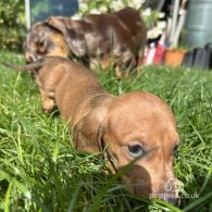 Dachshund (Standard & Miniature) - Both