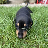 Dachshund (Standard & Miniature) - Both