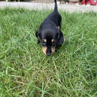 Dachshund (Standard & Miniature) - Both