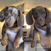 Dachshund (Standard & Miniature) - Both