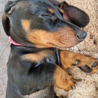 Dachshund (Standard & Miniature) - Both