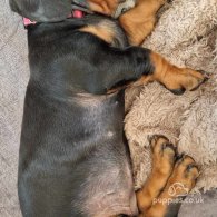 Dachshund (Standard & Miniature) - Both