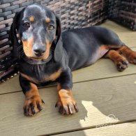 Dachshund (Standard & Miniature) - Both