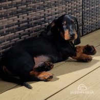 Dachshund (Standard & Miniature) - Both