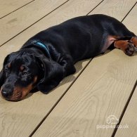 Dachshund (Standard & Miniature) - Both