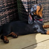 Dachshund (Standard & Miniature) - Both